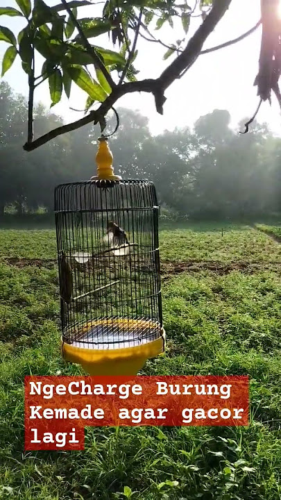 Terapi Alam Agar Kemade Kembali Gacor (bawa jalan ke kebun di pagi hari)