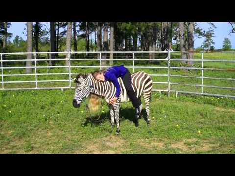 zebra felle  zebraskin zebrahide  Präparat präpariert jagd geweih  coaster 