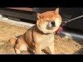 秋田犬みたいな顔になってイヤイヤする柴犬 Shiba dog resisted and turned out like Akita dog face.