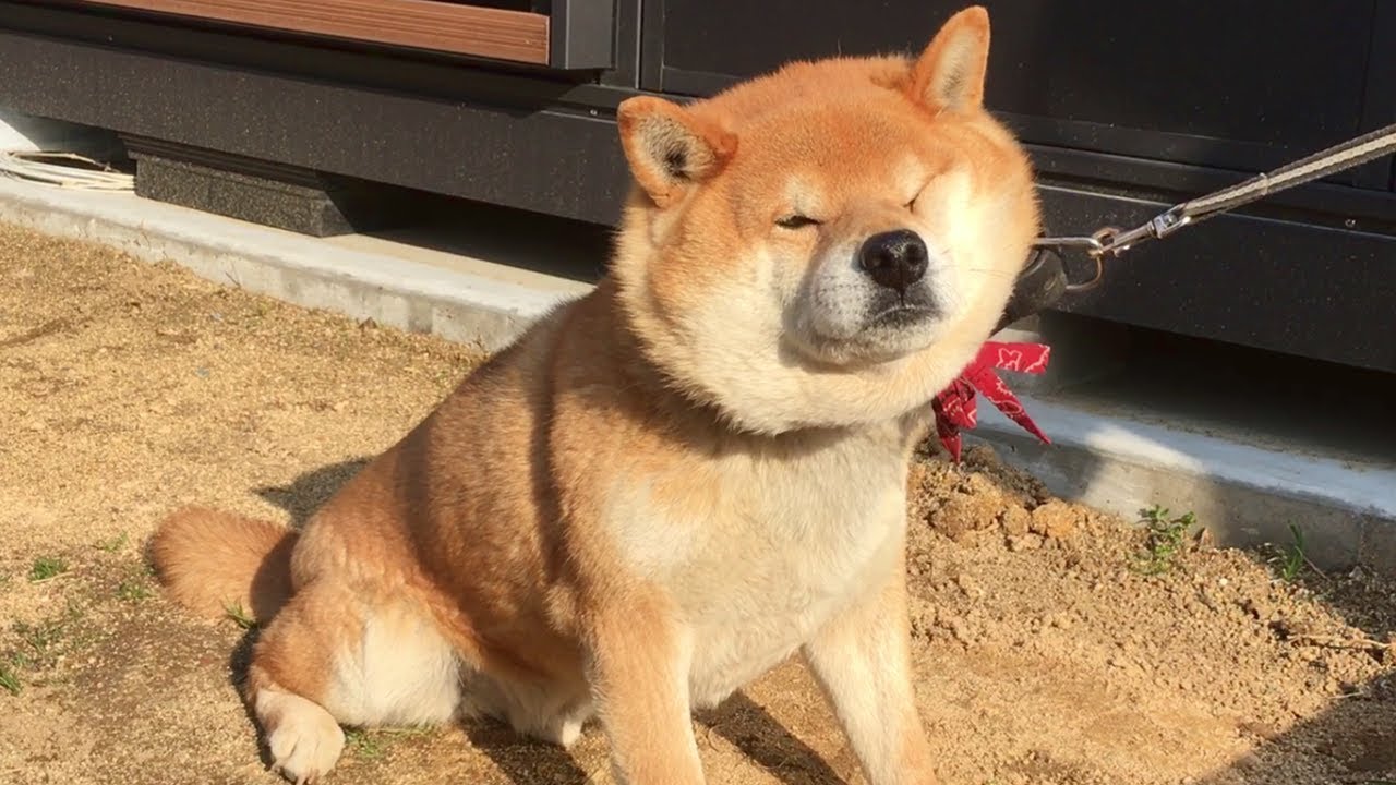 秋田犬みたいな顔になってイヤイヤする柴犬 Shiba Dog Resisted And Turned Out Like Akita Dog Face Youtube