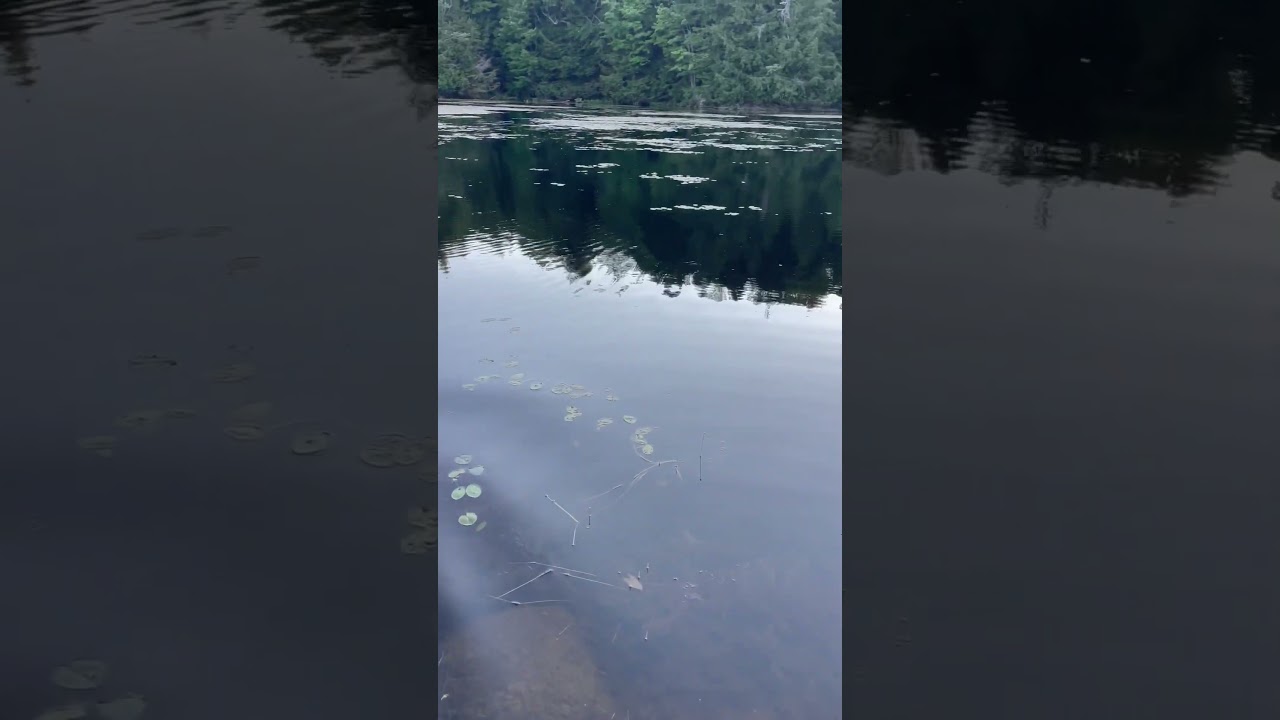 YouTube에서 Creature swimming ASMR. Muskrat? Rat? Bass bait? 보기 YouTube에서 Creature swimming ASMR. Muskrat? Rat? Bass bait? 보기