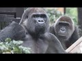 赤ちゃん誕生に期待⁉︎夫に熱い視線を送る妻ゲンキ⭐️ゴリラ Gorilla【京都市動物園】When is the next baby? Genki stares at Momotaro.