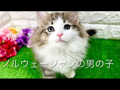 ノルウェージャンフォレストキャットの子猫 (中之島)