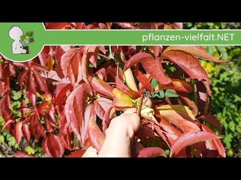 Video: Jungferntrauben: Unprätentiöse Gartendekoration