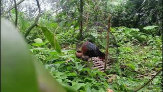 Masteran pikat ayam hutan hijau point