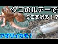 タコ釣りのはずが・・・アオリイカが釣れた！！