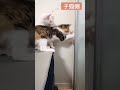 子猫たちの相手に猫の手も借りたいので 借りてみたww #shorts