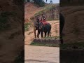 Elephant trekking at Phuket, Thailand, Kathu district