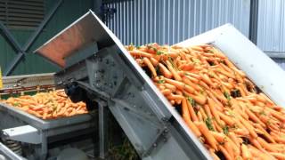 Primary processing of carrots