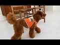 【22春夏】犬と生活クールメッシュタンクＬＷＤ【犬夏服】