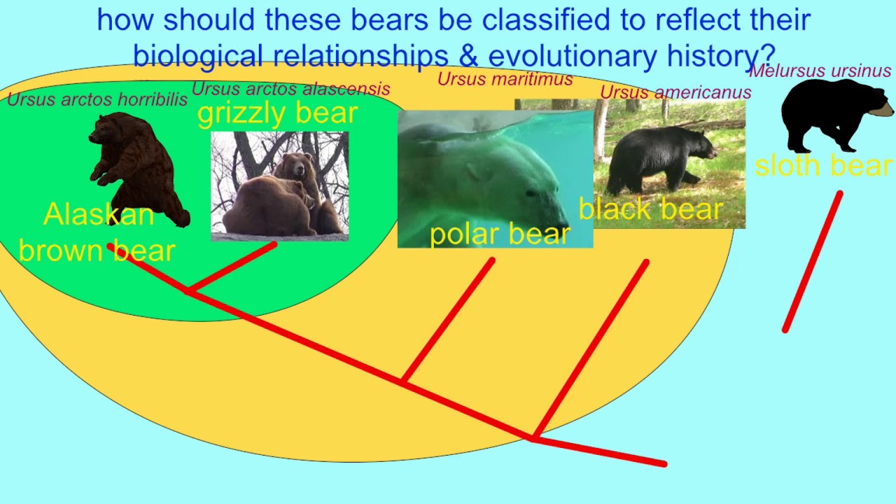 POLAR BEARS EVOLVED FROM BROWN BEARS YouTube POLAR BEARS EVOLVED FROM BROWN BEARS YouTube