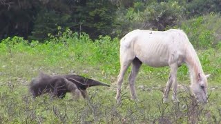 70 Craziest Animal Fights of All Time 2023