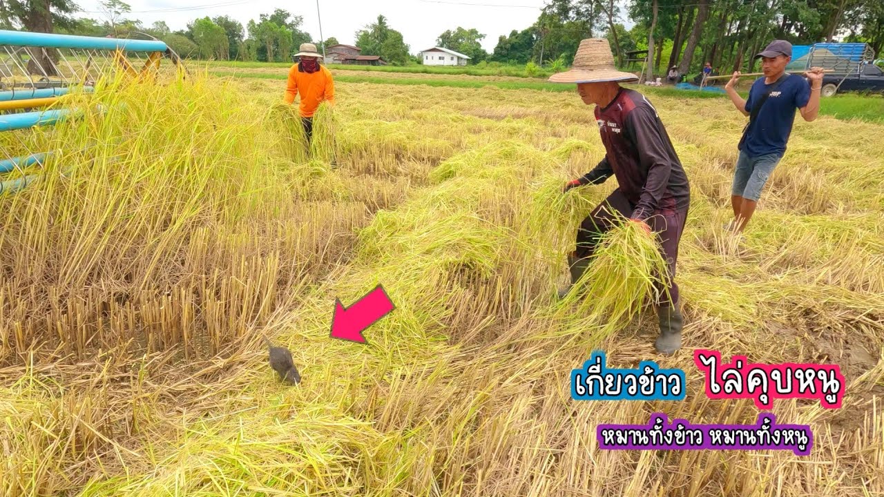 ไล่คุบหนู เกี่ยวข้าว หมานทั้งข้าว หมานทั้งหนู ตัวใหญ่ๆทั้งนั้น/บ้านนาพาสุข EP 568