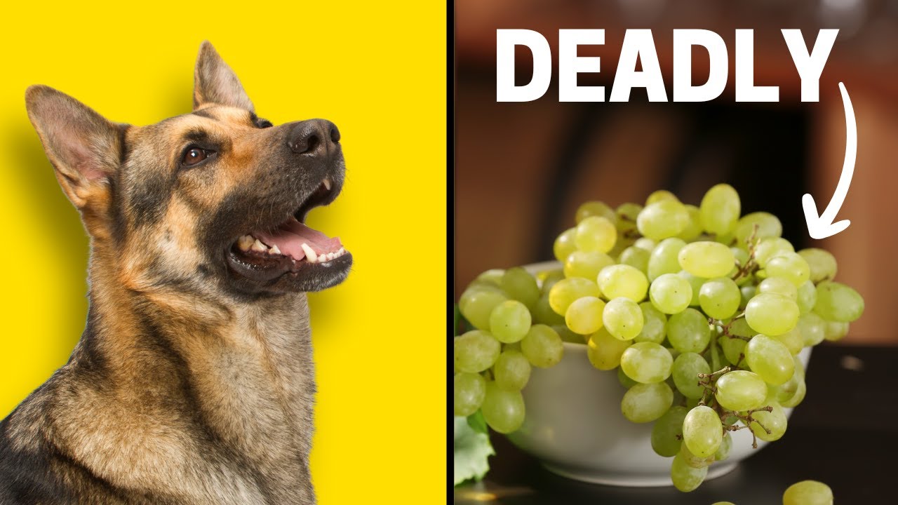 12 Common Household Items That Are Toxic For Dogs YouTube 12-common-household-items-that-are-toxic-for-dogs-youtube