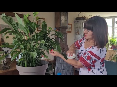 Guide d'entretien du Spathiphyllum (Fleur de Lune)