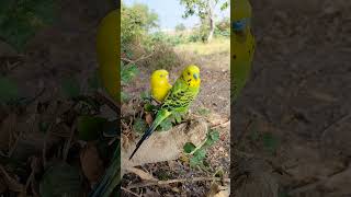 Cute Birds Are Chatting #Lovebirdsforever #Birds #Cutebird #Bird