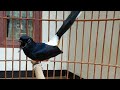 Jos Murai Batu Gacor Suara Kasar Omkicau(.mp3 .mp4) Mp3 - Mp4 Download