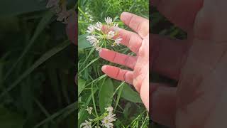 Wild Garlic #wildgarlic #garlic #wildfood