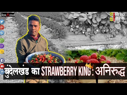 strawberry farming in india | Startup Ideas | Hero' Madhya Pradesh Ke | JoshHosh (2021)