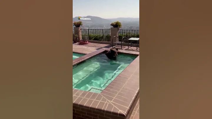 Trespassing bear takes a dip in a Jacuzzi, stuns Californian police | The Federal