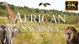 Африканская саванна 8K ULTRA HD | Животные африканского сафари | Релаксационный фильм Лес