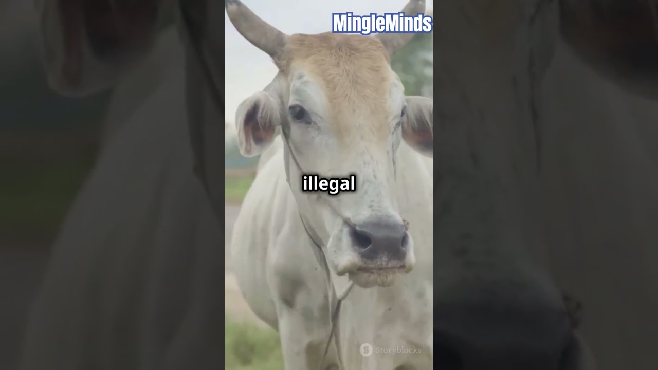 5 Weirdest Laws From Around The World Facts Switzerland Illegal Law Scotland Weird
