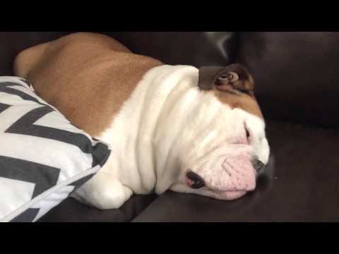 Video: Ingliz Bulldog Dala Qo'llanmasi