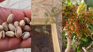 Growing pistachios is so easy that you can produce them at home