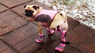 Dogs Try Booties For The First Time