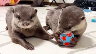 Smart Otters can Negotiate for Their Toys!