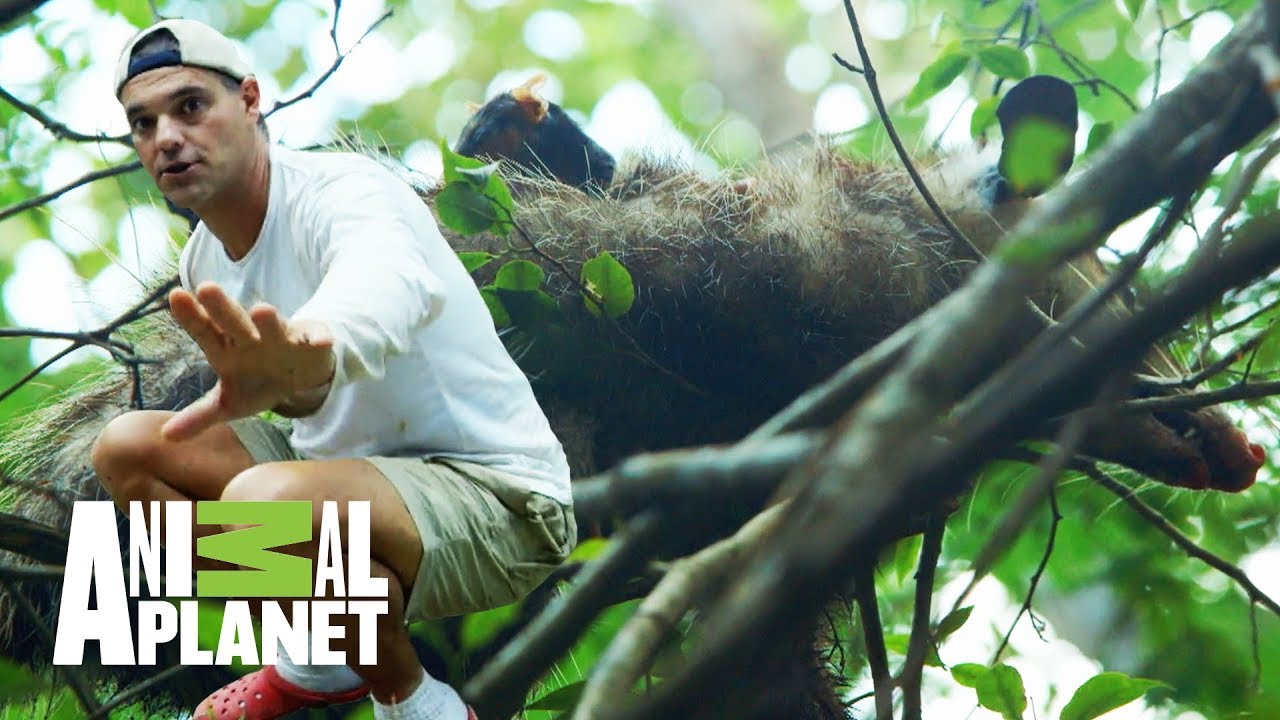 camera iphone 8 plus apk Un tlacuache para Frank | Wild Frank en México | Animal Planet