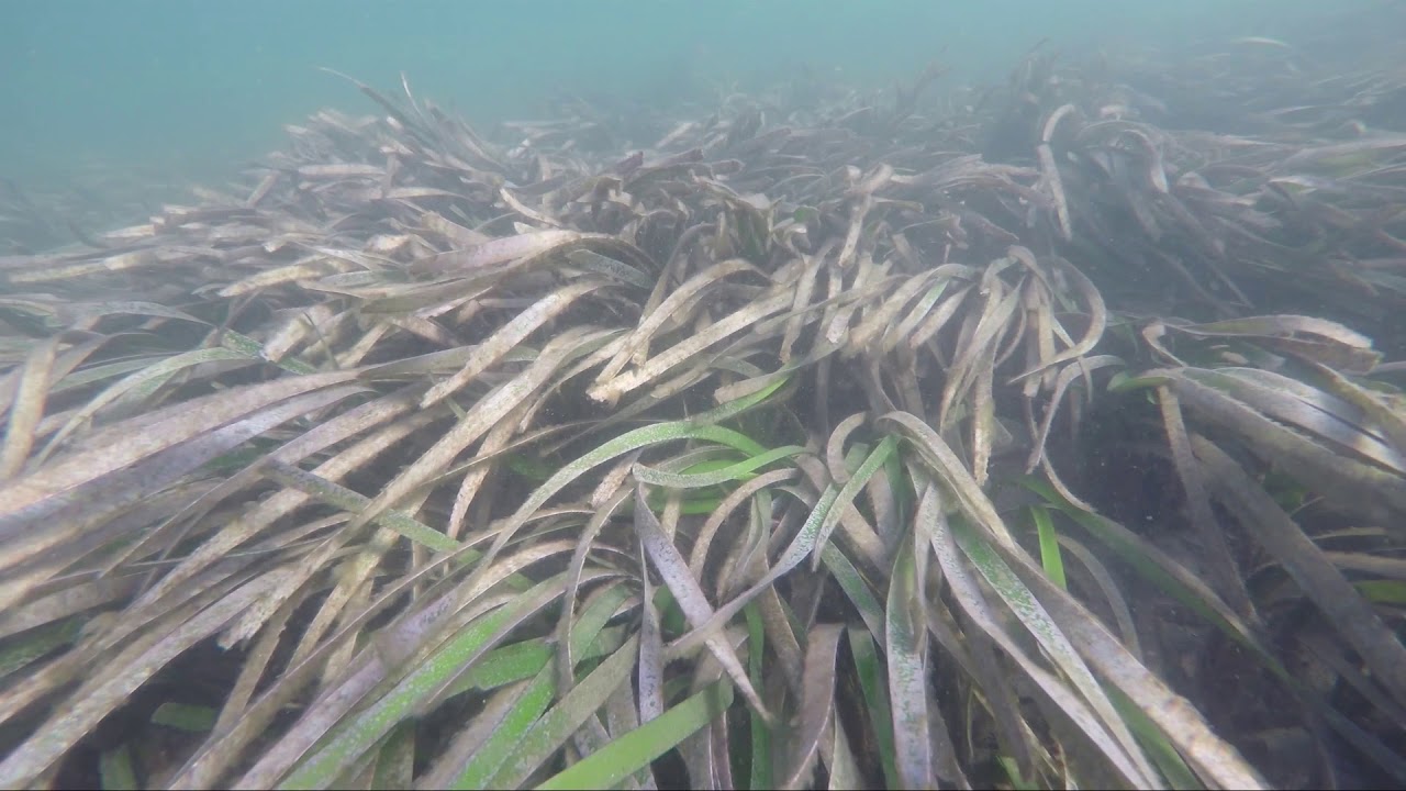 Lifesustaining seagrass YouTube