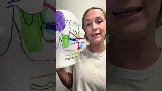 Anatomy Assignment 2 - Styrofoam Head