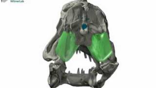 WitmerLab: Majungasaurus Antorbital and Tympanic Sinuses