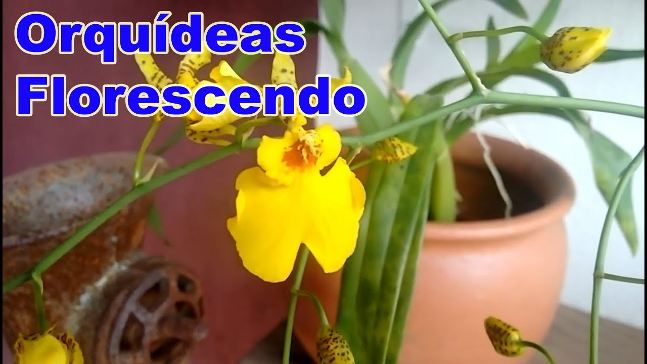 ORQUÍDEA Florescendo - CHUVA DE OURO - thptnganamst.edu.vn