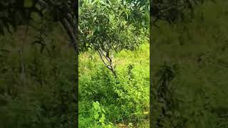 🎶🎶✴️✴️#song#trending#beautiful place#tamilsong#🌺🌺✴️✴️ mango trees 🎄🎄🎄🦌🦌