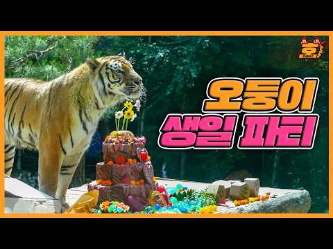 (SUB) 한국호랑이 5둥이의 5번째 생일 파티🐯🎉  |  호브라더스 thumbnail