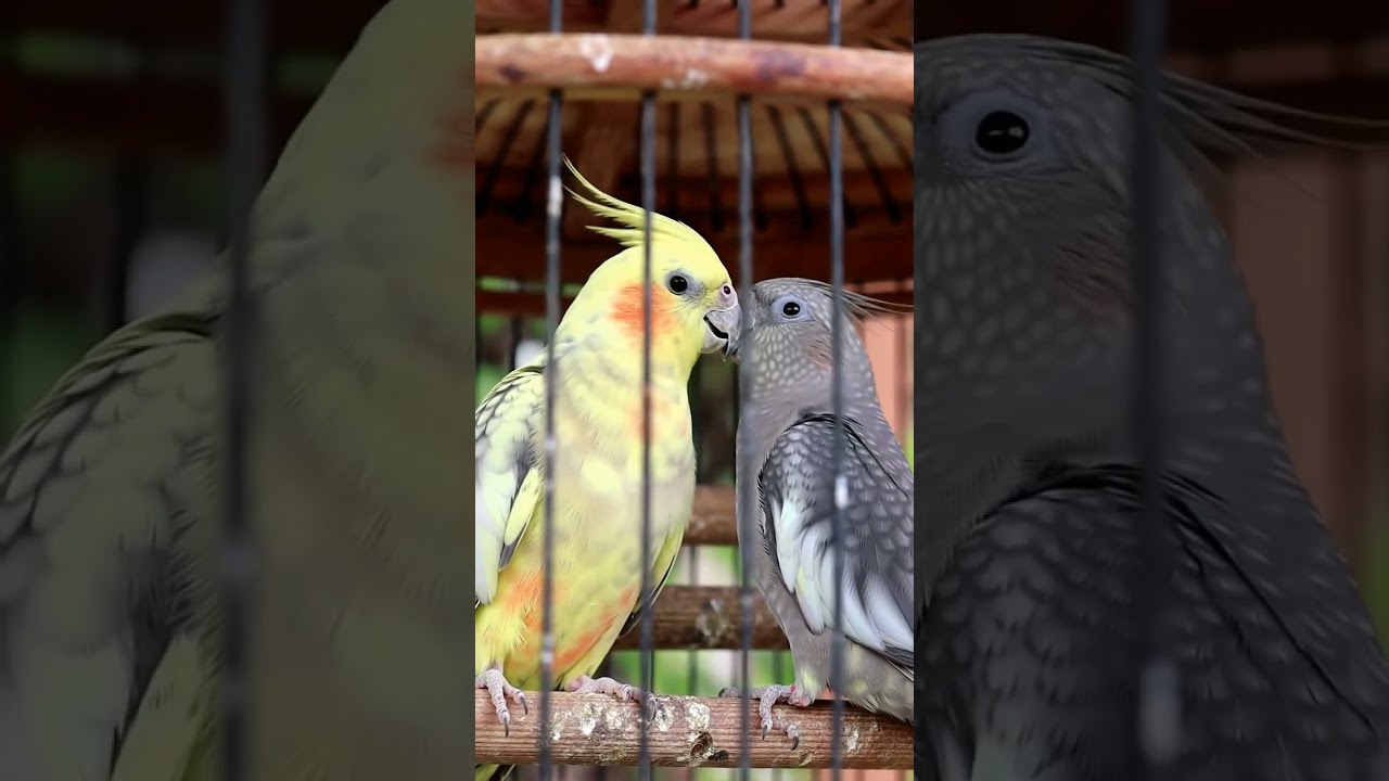 Two love birds🥰🥰❣️❣️#birds #talkingparot #lovebirds #highlights #love #viral #viralvideo
