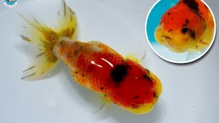SOLD | Ranchu Goldfish for Sale *FB1402b
