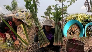 เก็บหน่อข่านึ่งกินกับป่นปลาดุก//ເກັບໜໍ່ຂ່າໜຶ້ງກິນກັບປົ່ນປາດຸກ