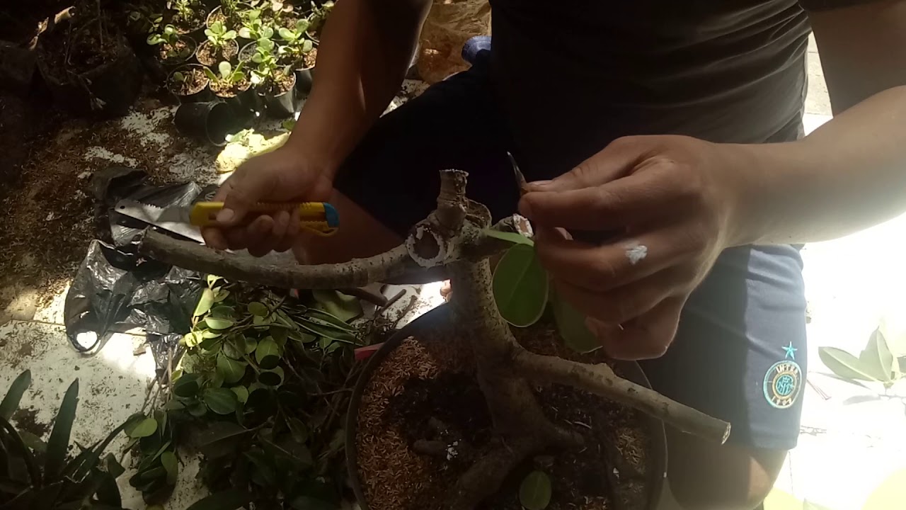 Cara tempel karet korea bahan bonsai YouTube