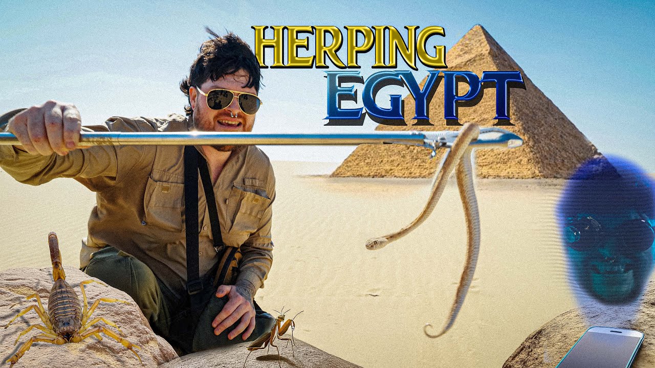 ЕГИПЕТ: Поиск ядовитых змей и скорпионов на древних землях. Часть 1.