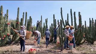 Así se cortan LAS MEJORES PITAYAS EN JALISCO en el pueblo de Techaluta de Montenegro
