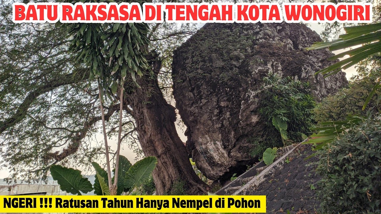 Luar Biasa | Hanya Nempel di Pohon ‼️ Legenda Batu Besar di tengah Kota Wonogiri