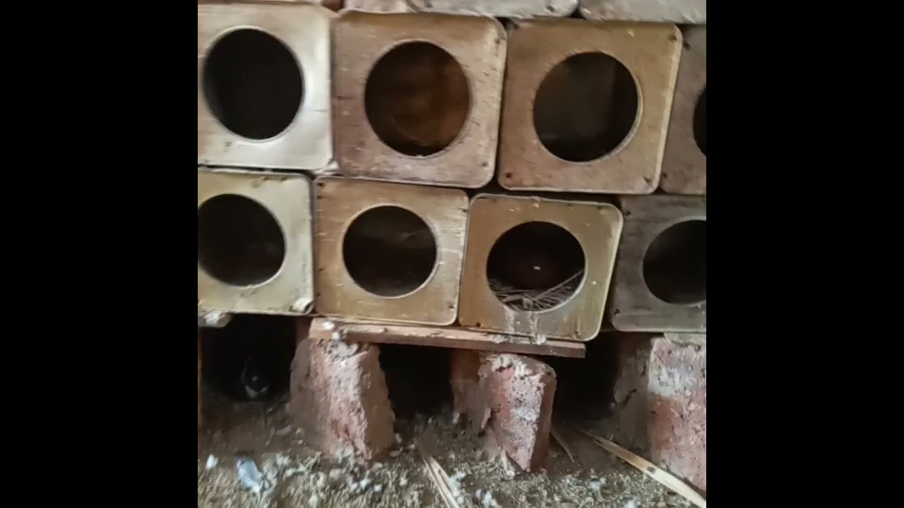 # عاوز تعرف الحمام مريح وبيسيب البيض ليه الفيديو للآخر @