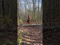 Fun Horse Jump on Trail Ride