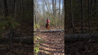 Fun Horse Jump on Trail Ride