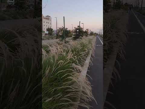 Beautiful Garden Of Jeddah Saudi Arabia Makkah Jeddah