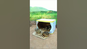 Creative Bird Trap With Cardboard Box #shorts