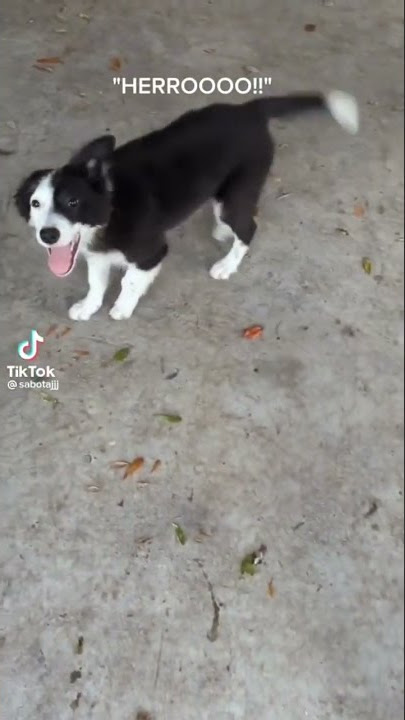 Talking Dog Saying 'Hello'